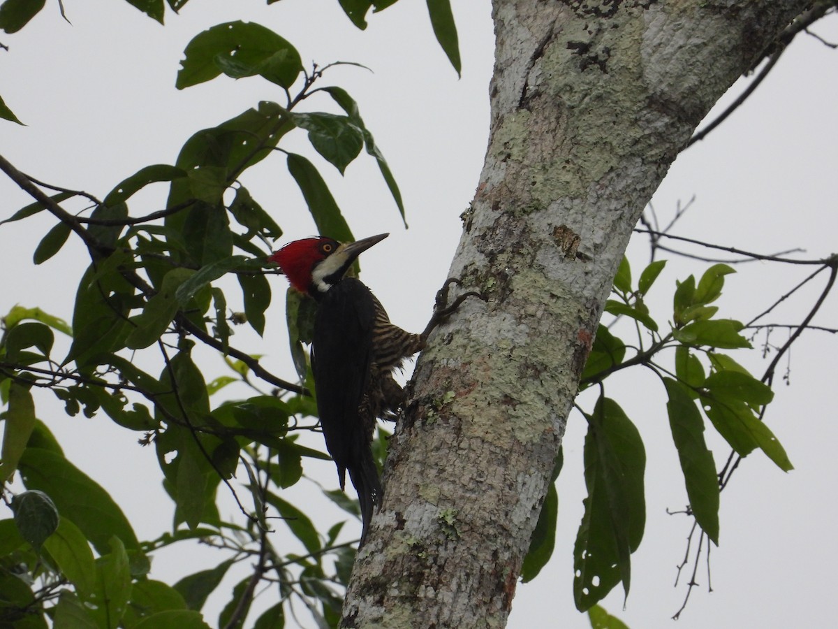 Crimson-crested Woodpecker - ML620302670