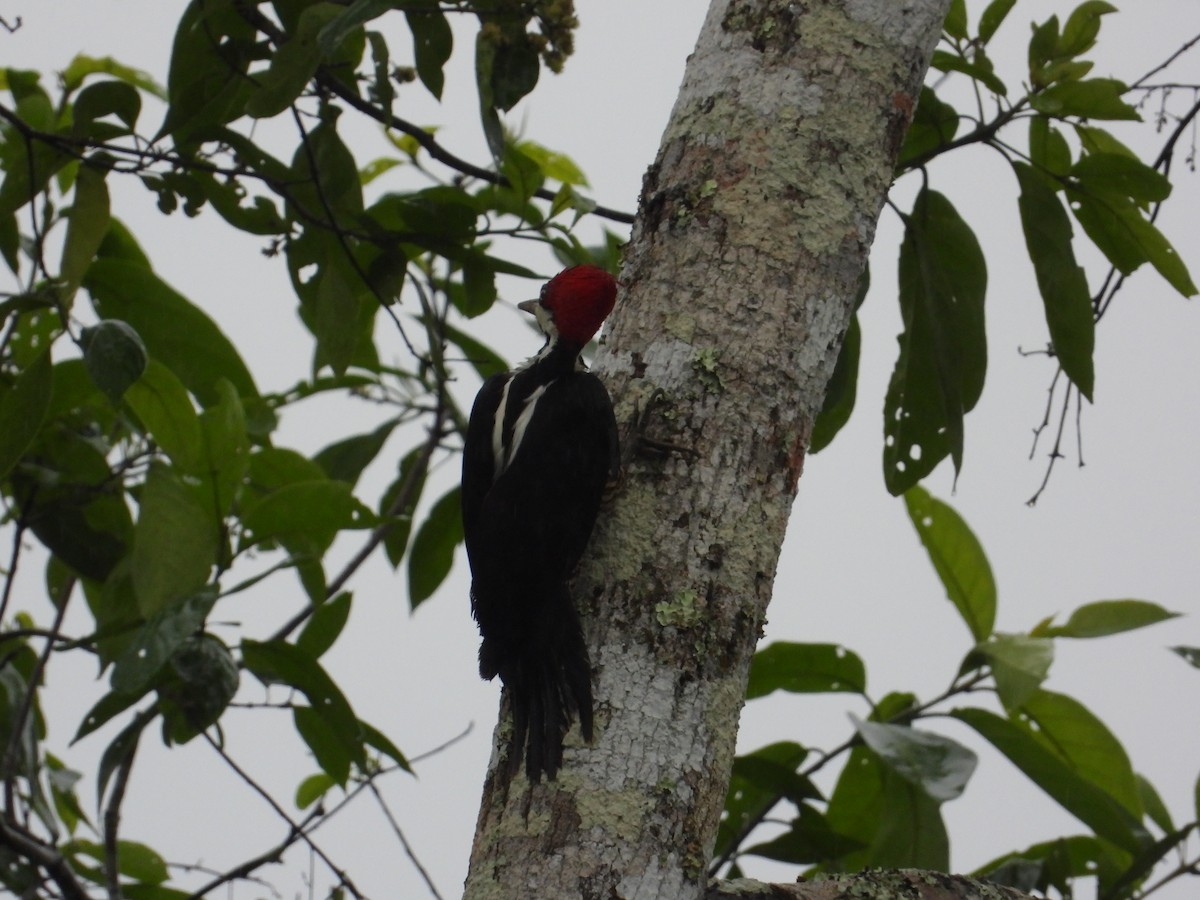 Crimson-crested Woodpecker - ML620302671