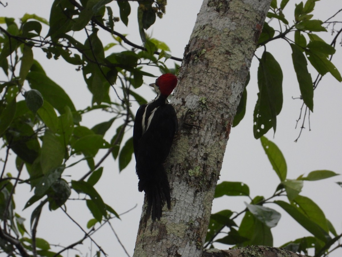 Crimson-crested Woodpecker - ML620302672
