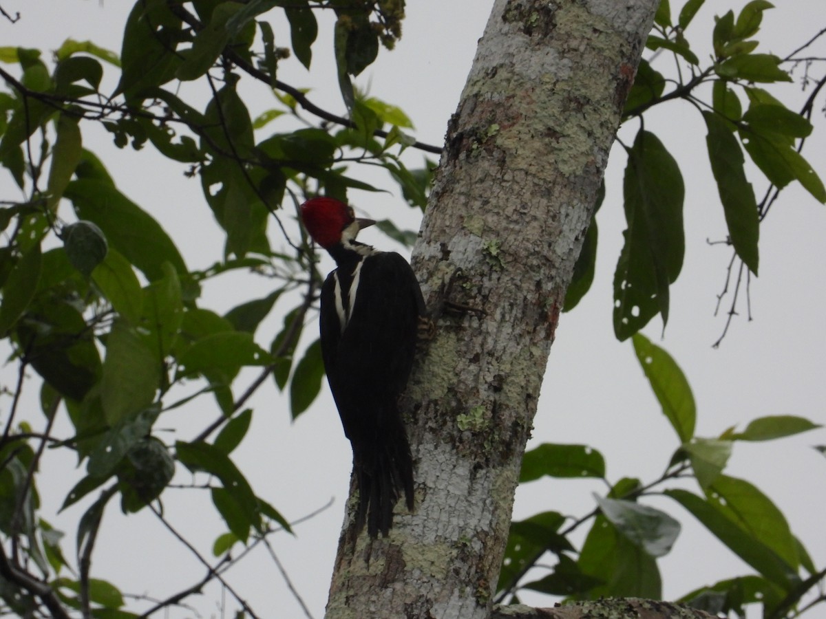 Crimson-crested Woodpecker - ML620302673