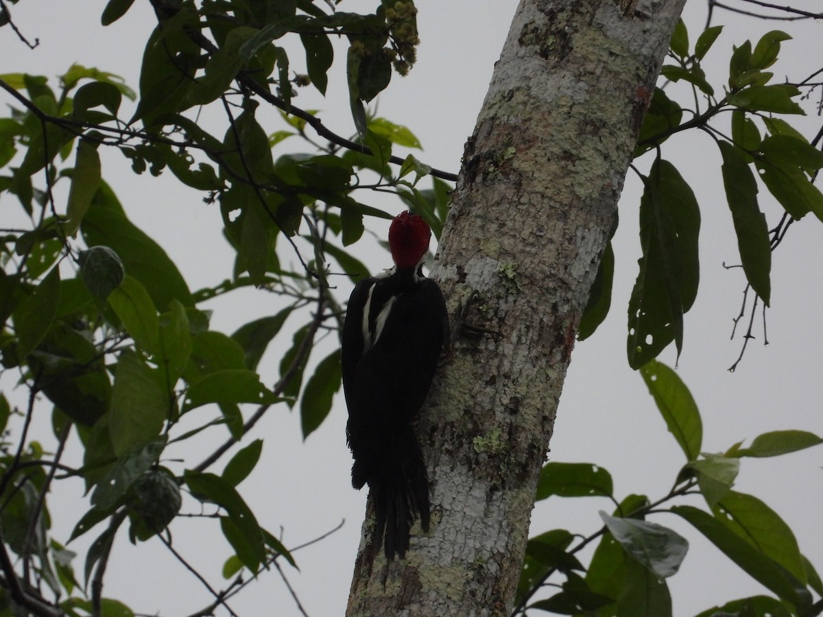 Crimson-crested Woodpecker - ML620302674