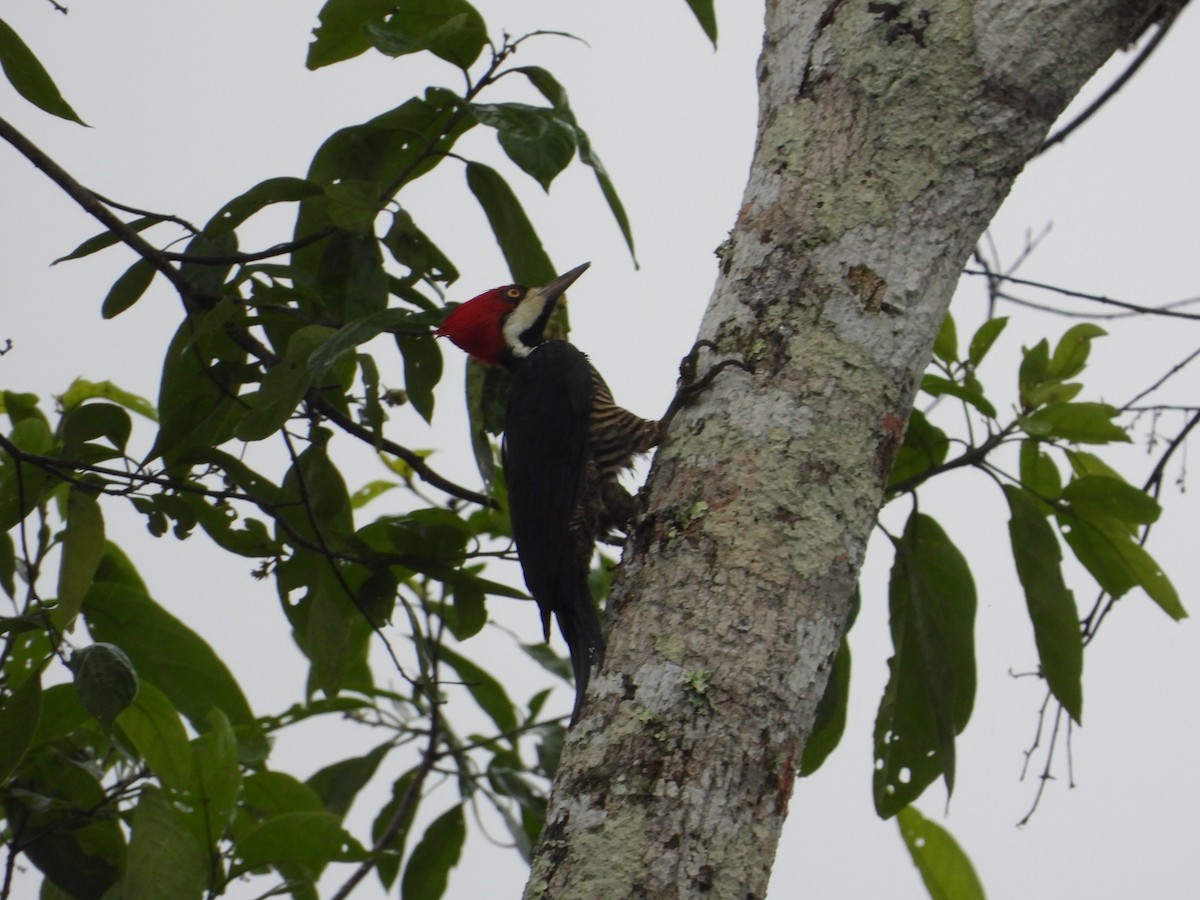 Crimson-crested Woodpecker - ML620302676