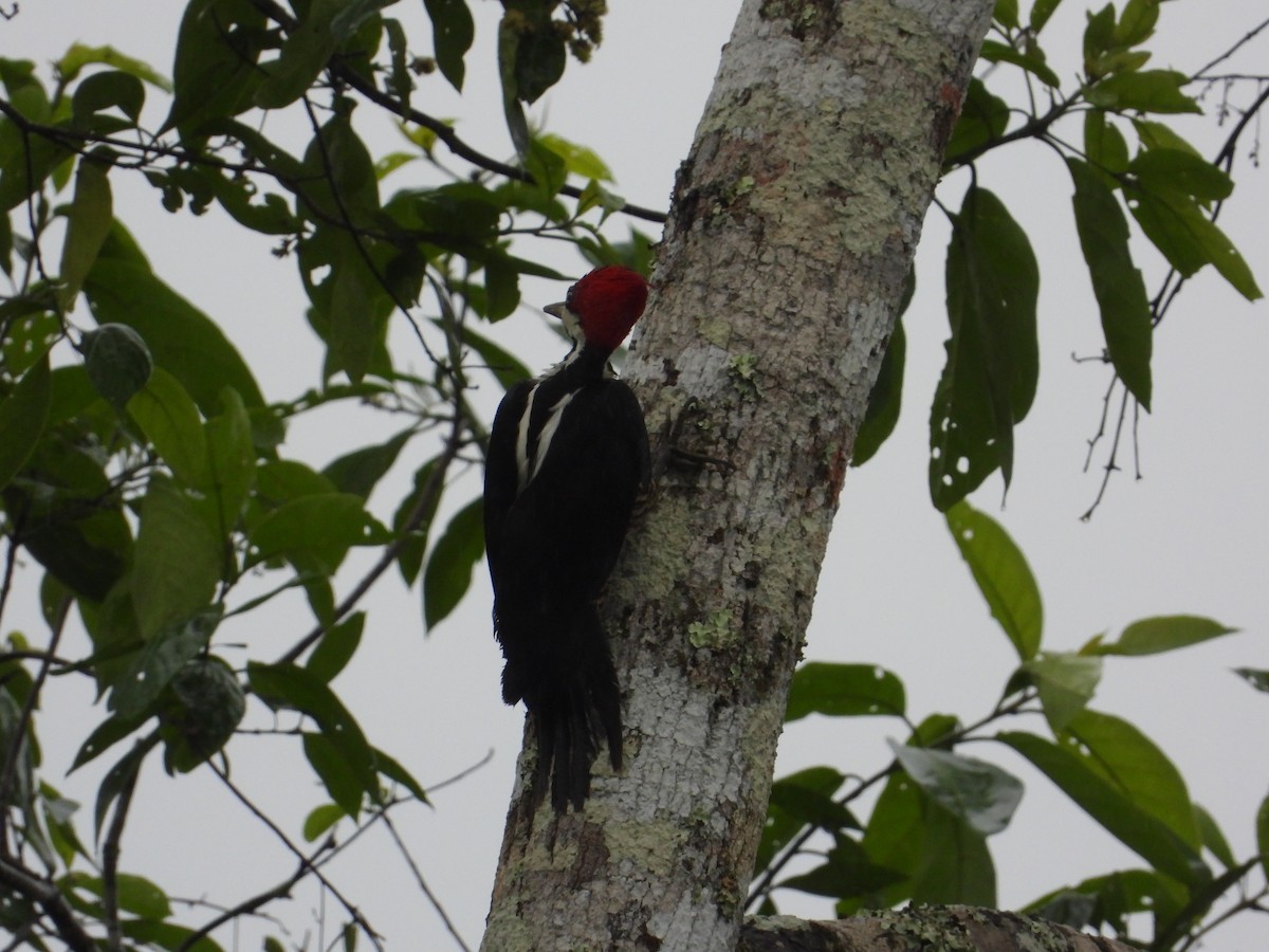 Crimson-crested Woodpecker - ML620302677