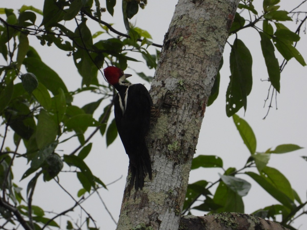 Crimson-crested Woodpecker - ML620302678