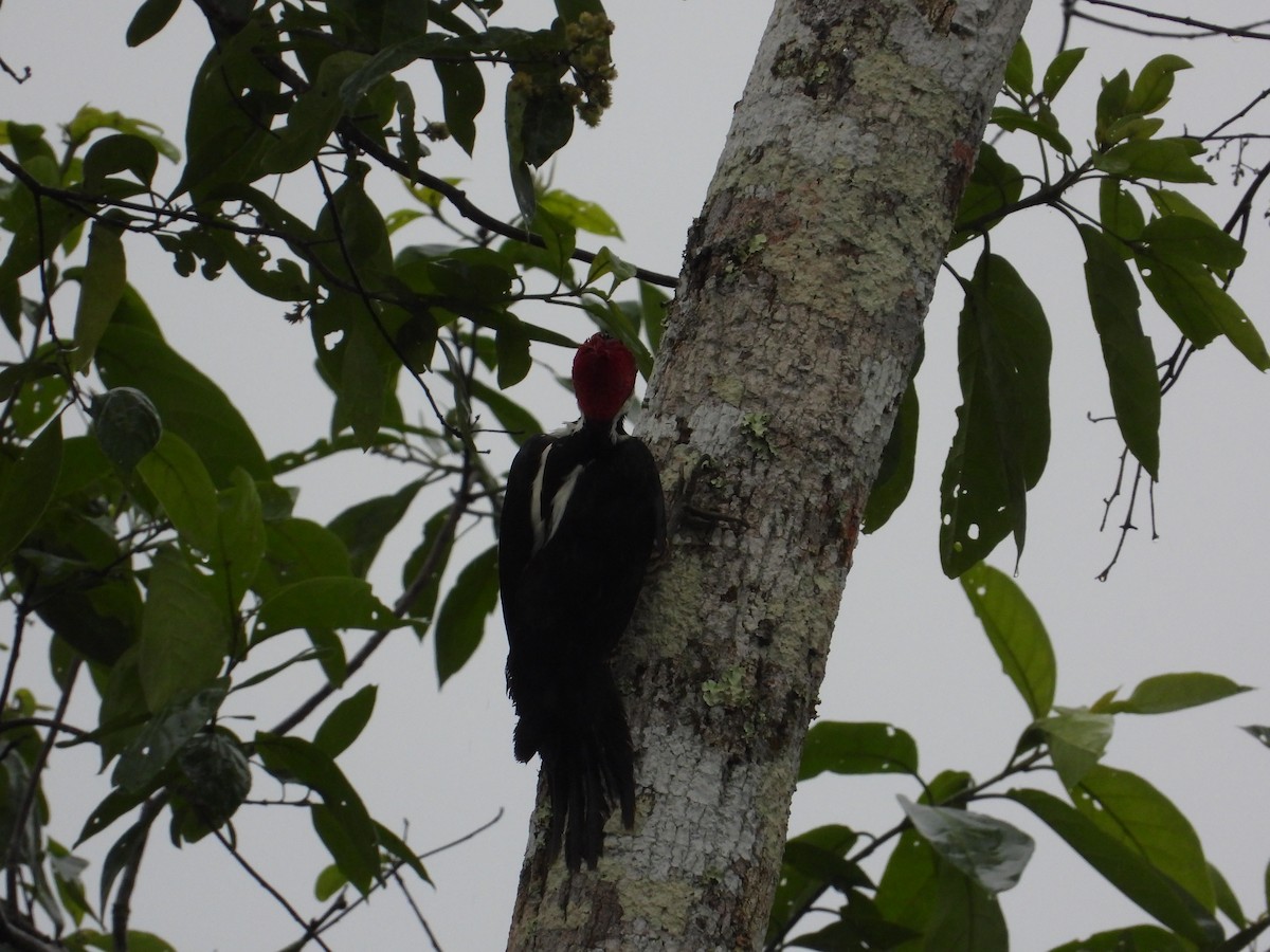 Crimson-crested Woodpecker - ML620302679