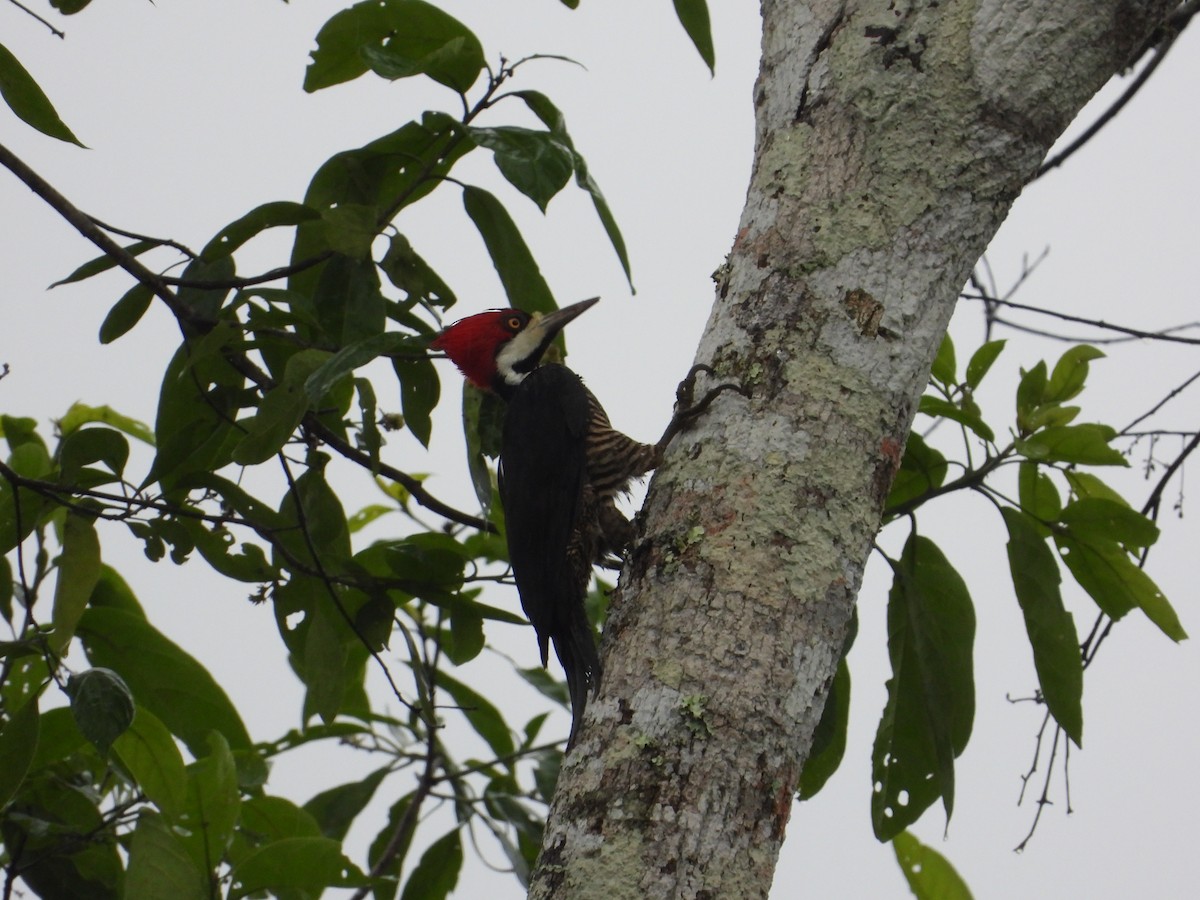 Crimson-crested Woodpecker - ML620302680