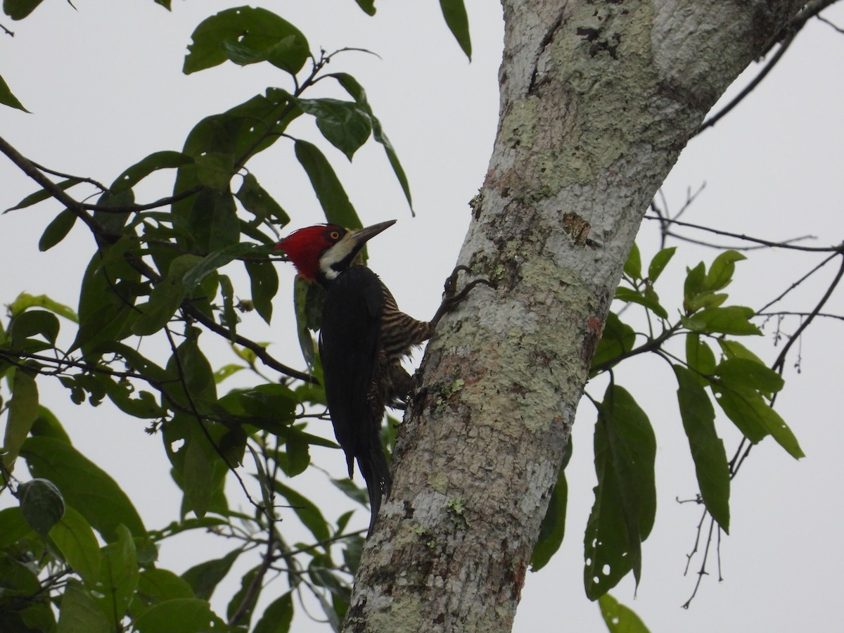 Crimson-crested Woodpecker - ML620302682