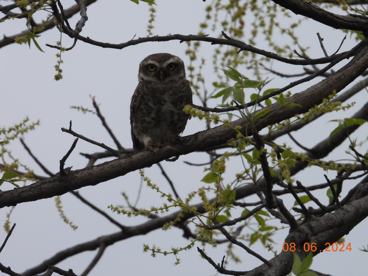 Spotted Owlet - Bharath Ravikumar