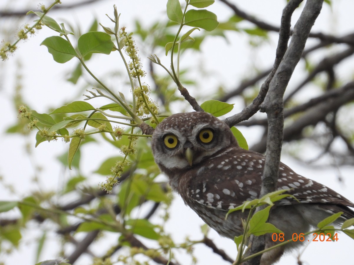 Spotted Owlet - ML620302684