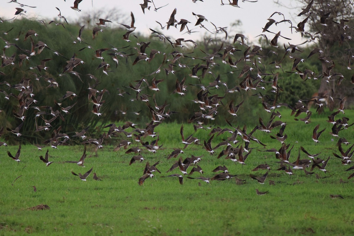 Collared Pratincole - ML620302685