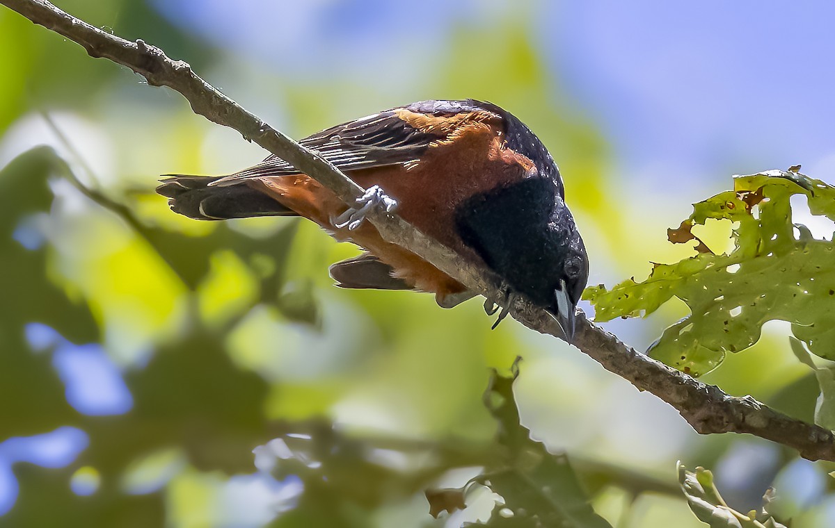 Orchard Oriole - ML620302686