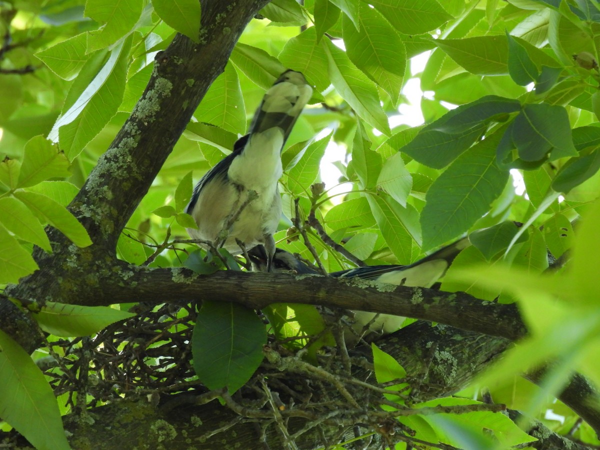 Blue Jay - ML620302691