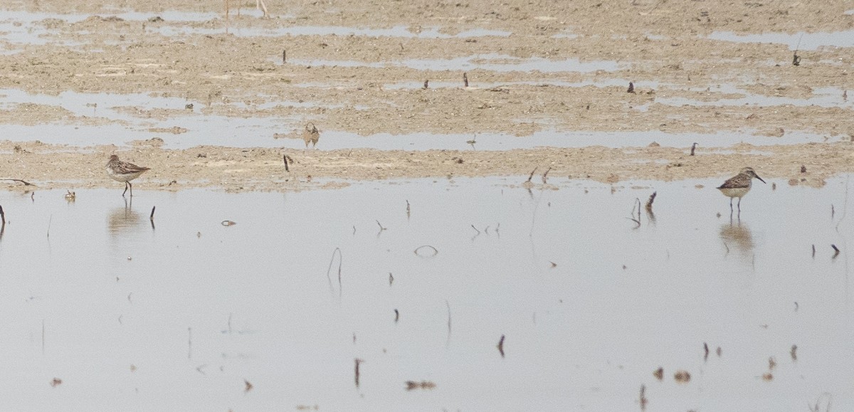 White-rumped Sandpiper - ML620302694