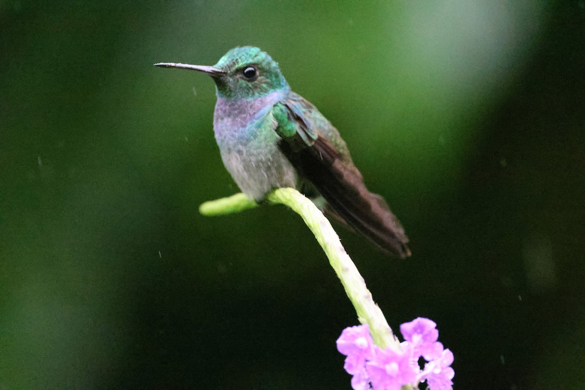 Blue-chested Hummingbird - ML620302700