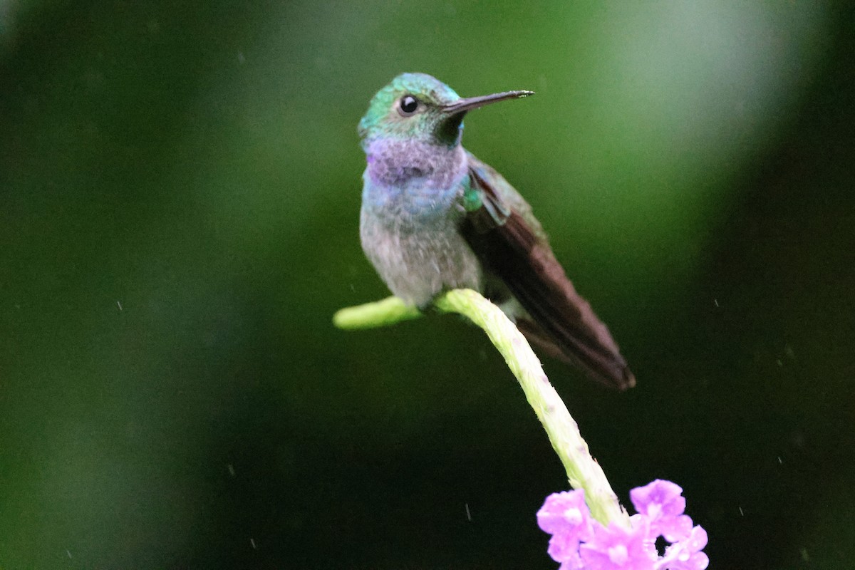 Blue-chested Hummingbird - ML620302701