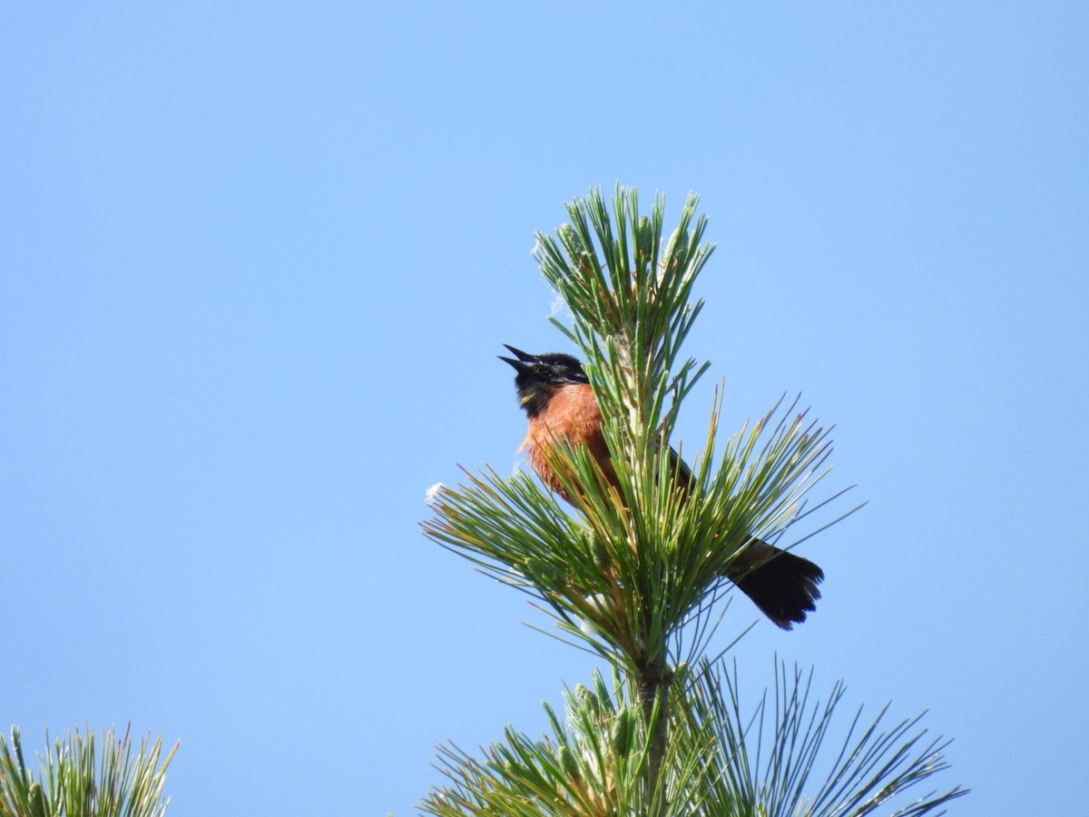 Orchard Oriole - ML620302703