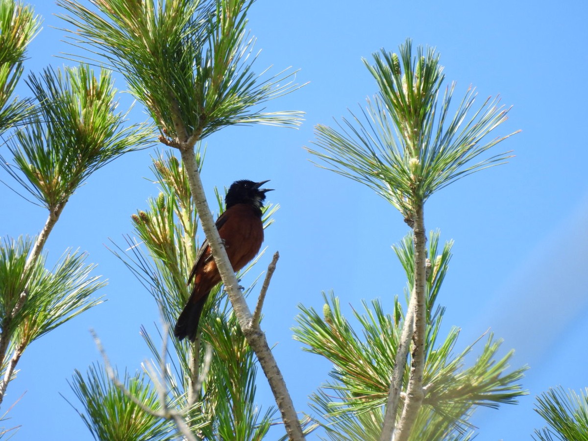 Orchard Oriole - ML620302704