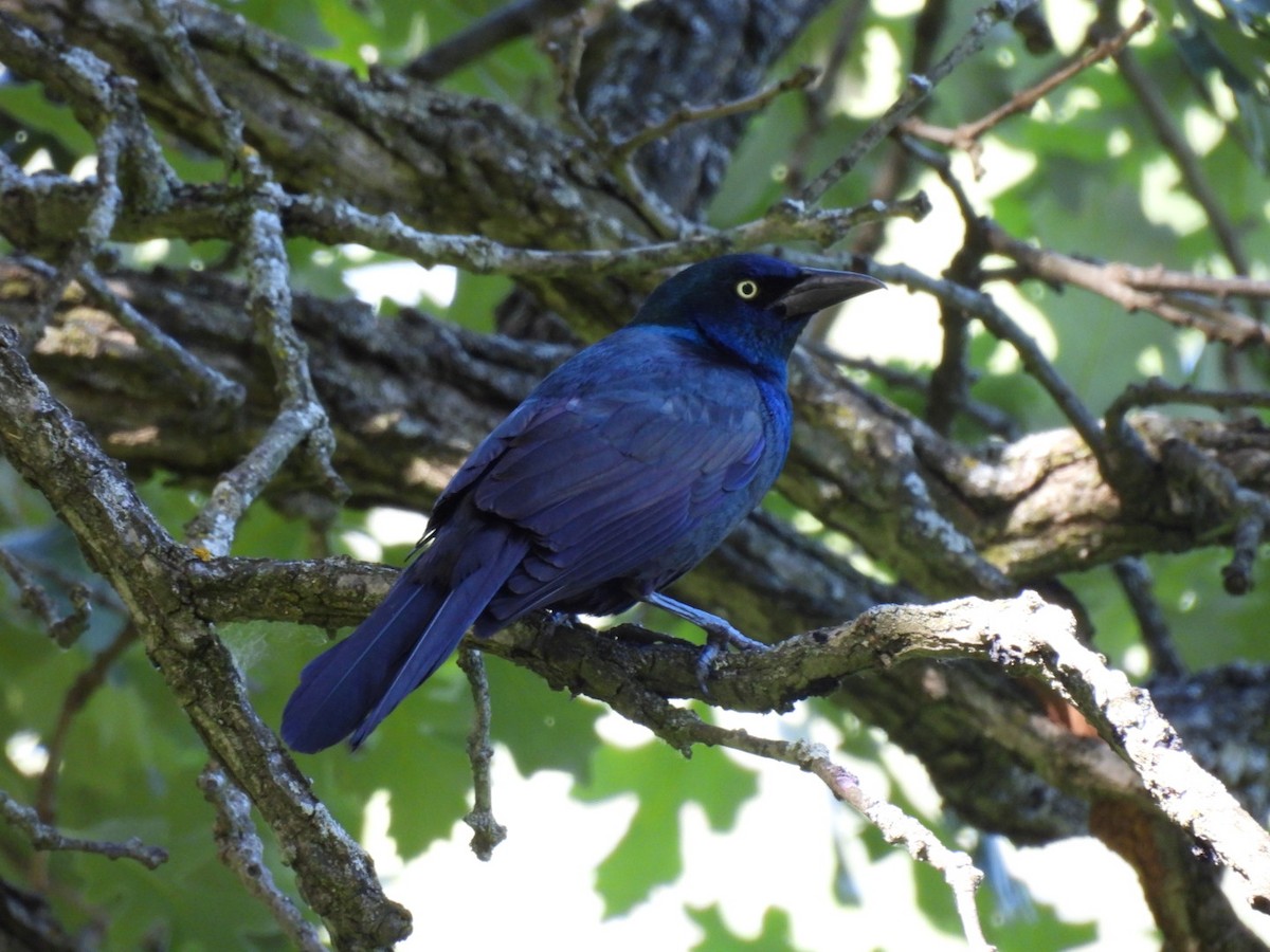 Common Grackle - ML620302705