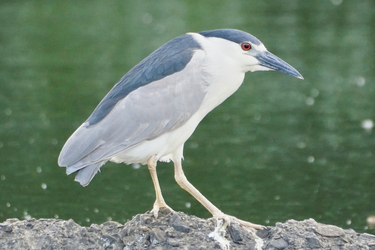 Black-crowned Night Heron - ML620302707