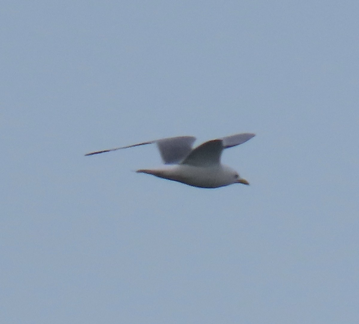 Short-billed Gull - ML620302710