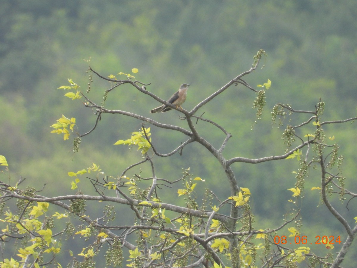 Common Hawk-Cuckoo - ML620302713