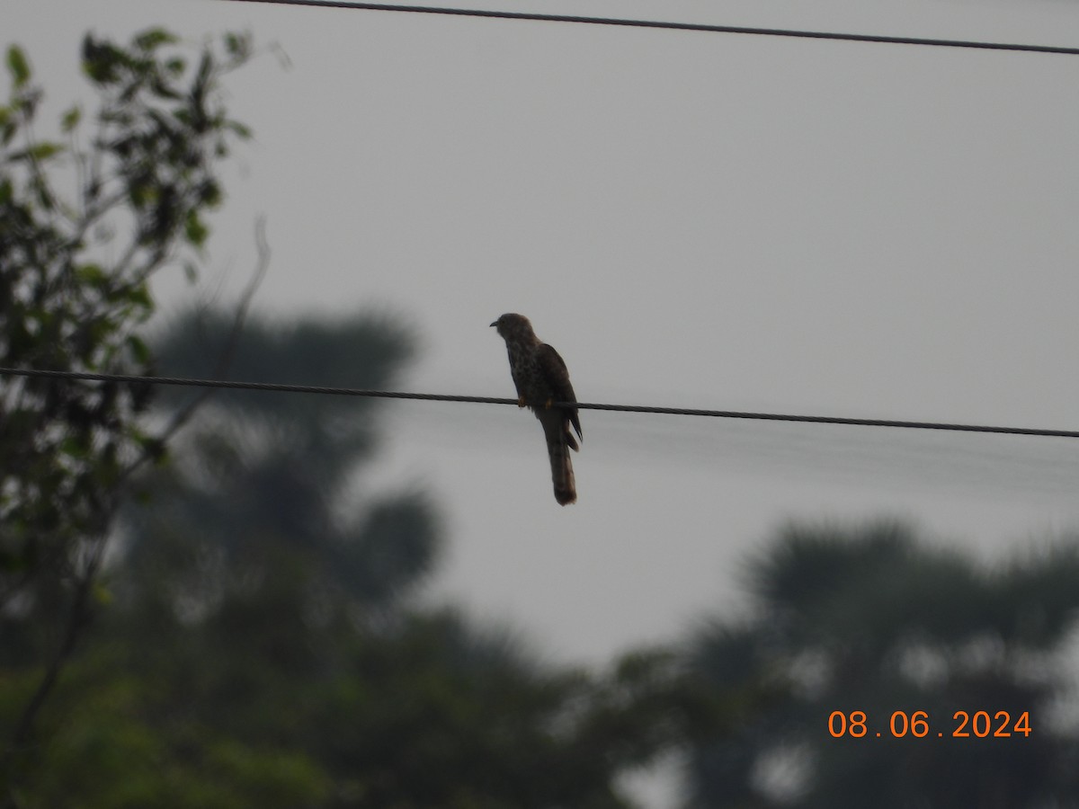 Common Hawk-Cuckoo - ML620302714