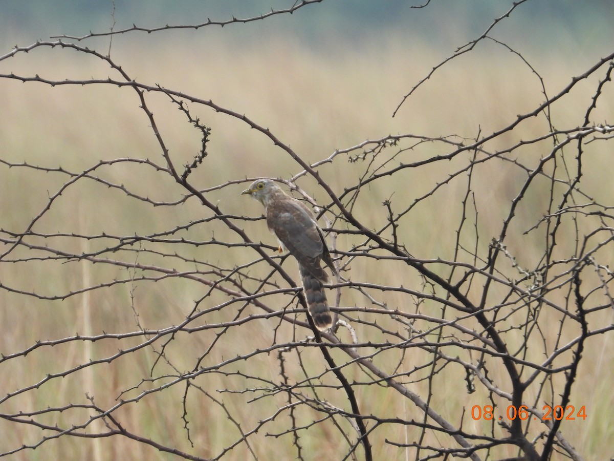 Common Hawk-Cuckoo - ML620302715