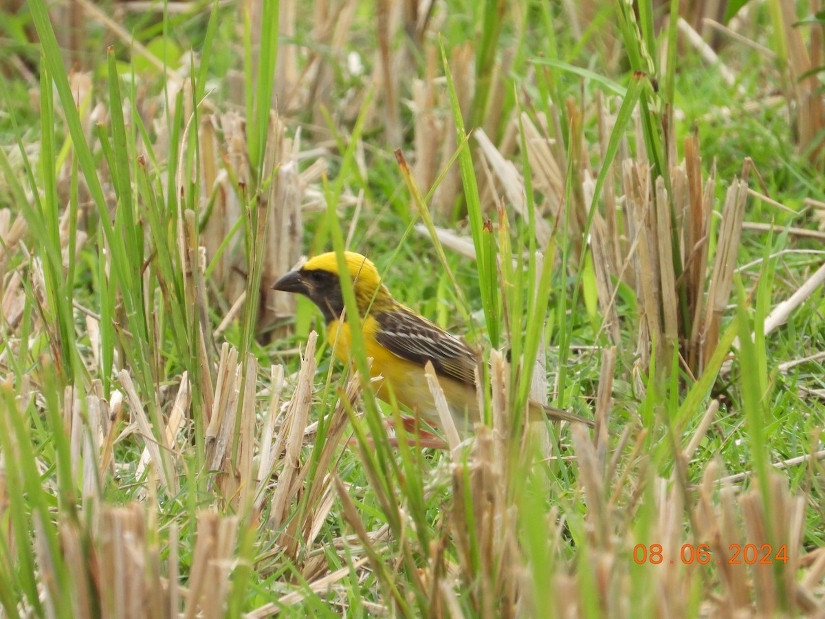 Baya Weaver - ML620302718