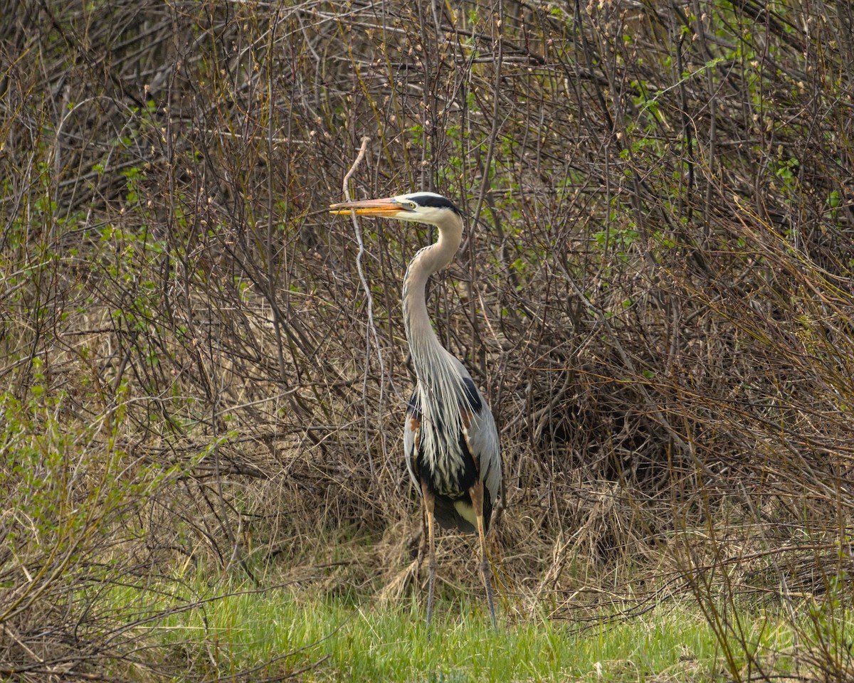 Great Blue Heron - ML620302721