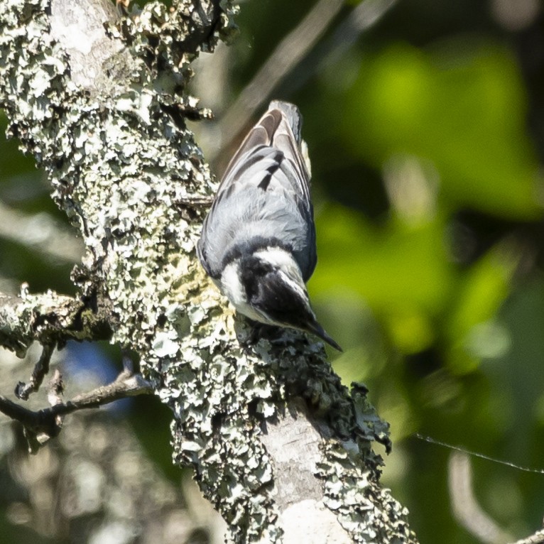 White-breasted Nuthatch - ML620302722