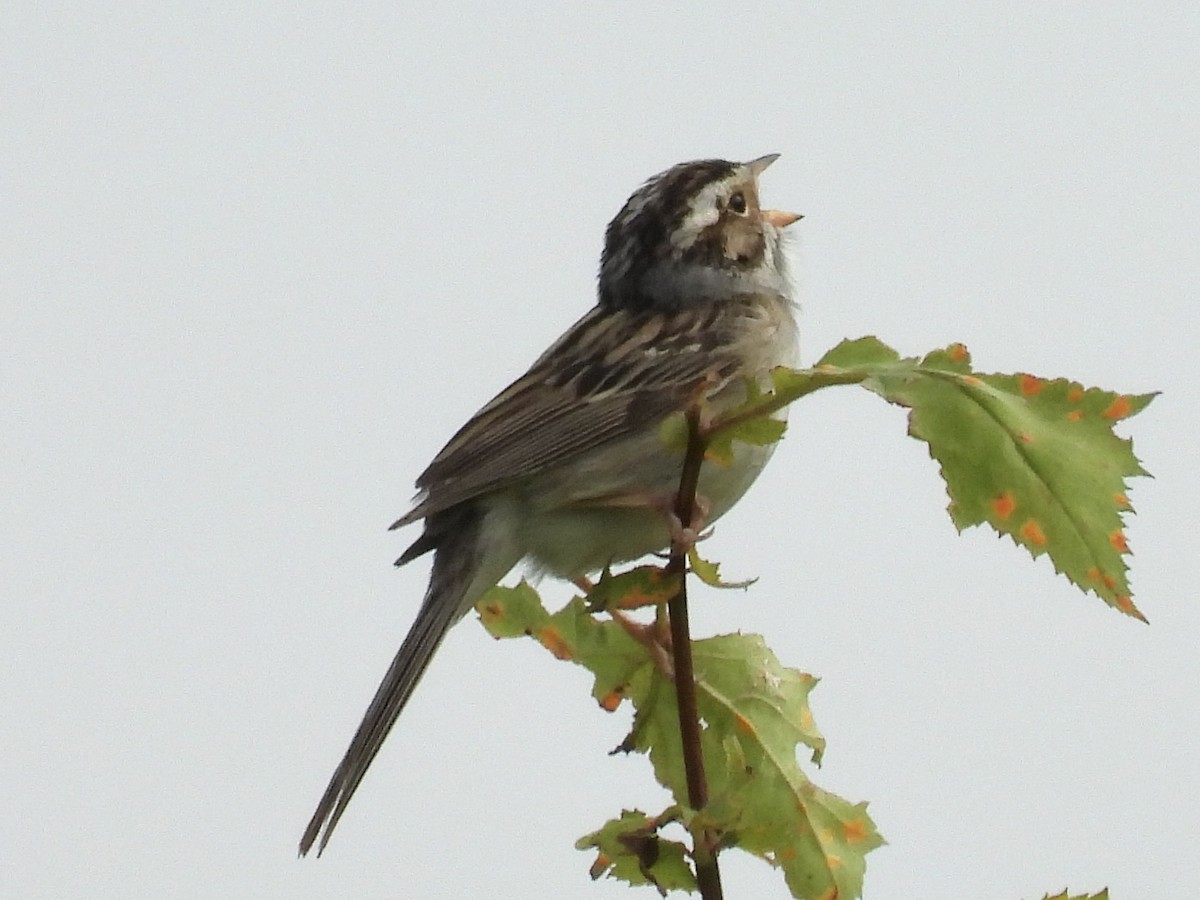 Clay-colored Sparrow - ML620302731