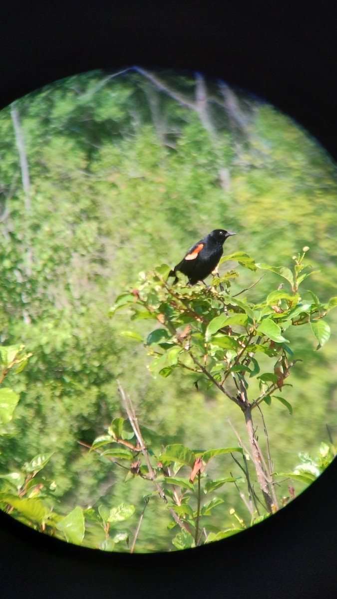 Red-winged Blackbird - ML620302734