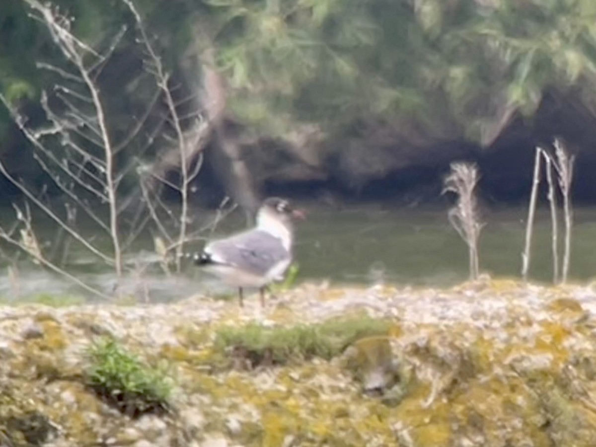 Franklin's Gull - ML620302739