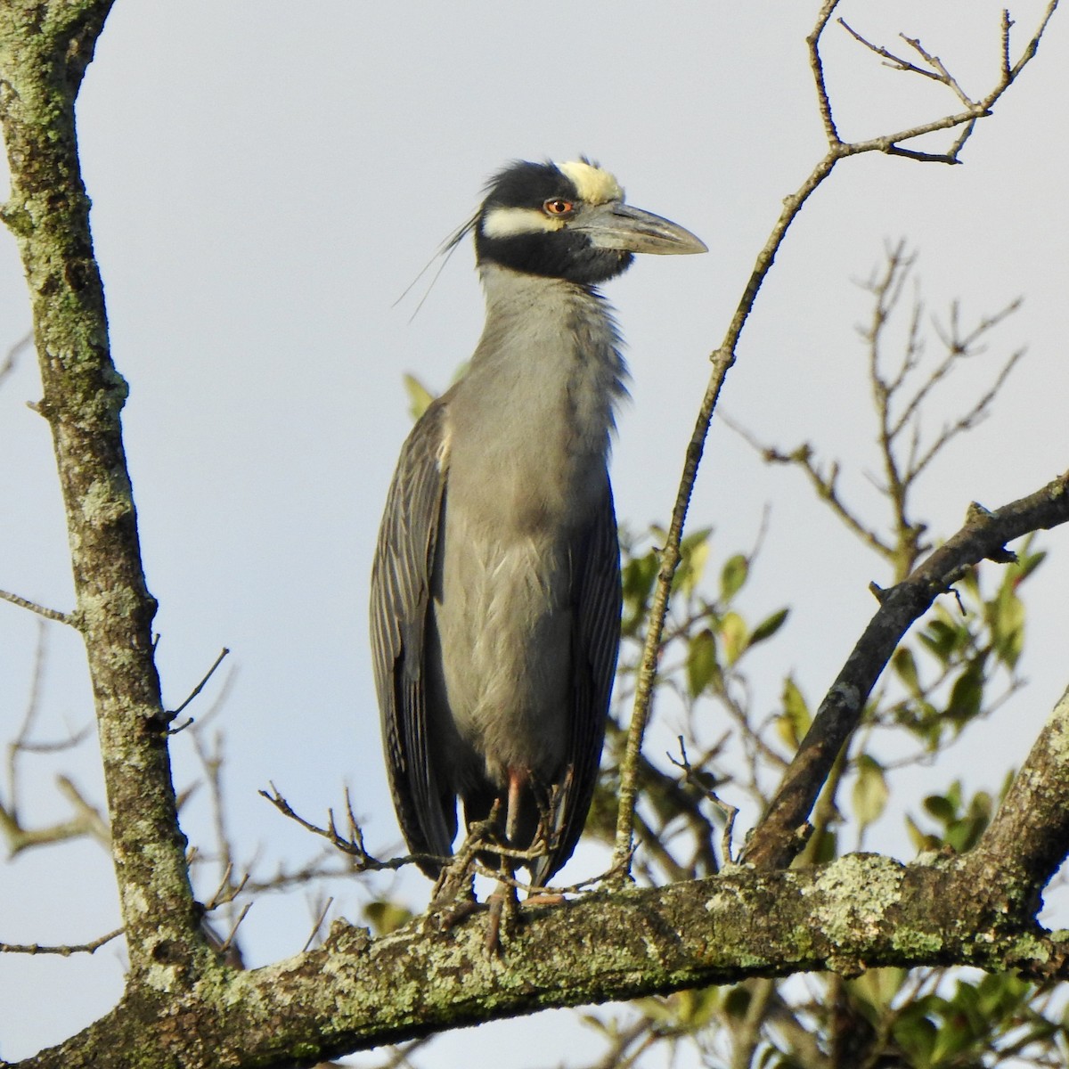 Yellow-crowned Night Heron - ML620302744