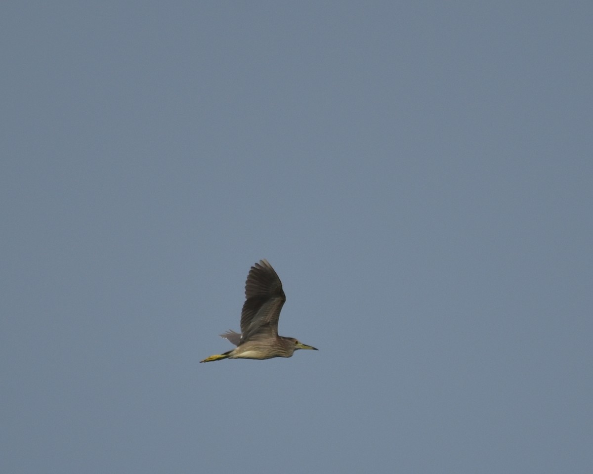 Black-crowned Night Heron - ML620302747