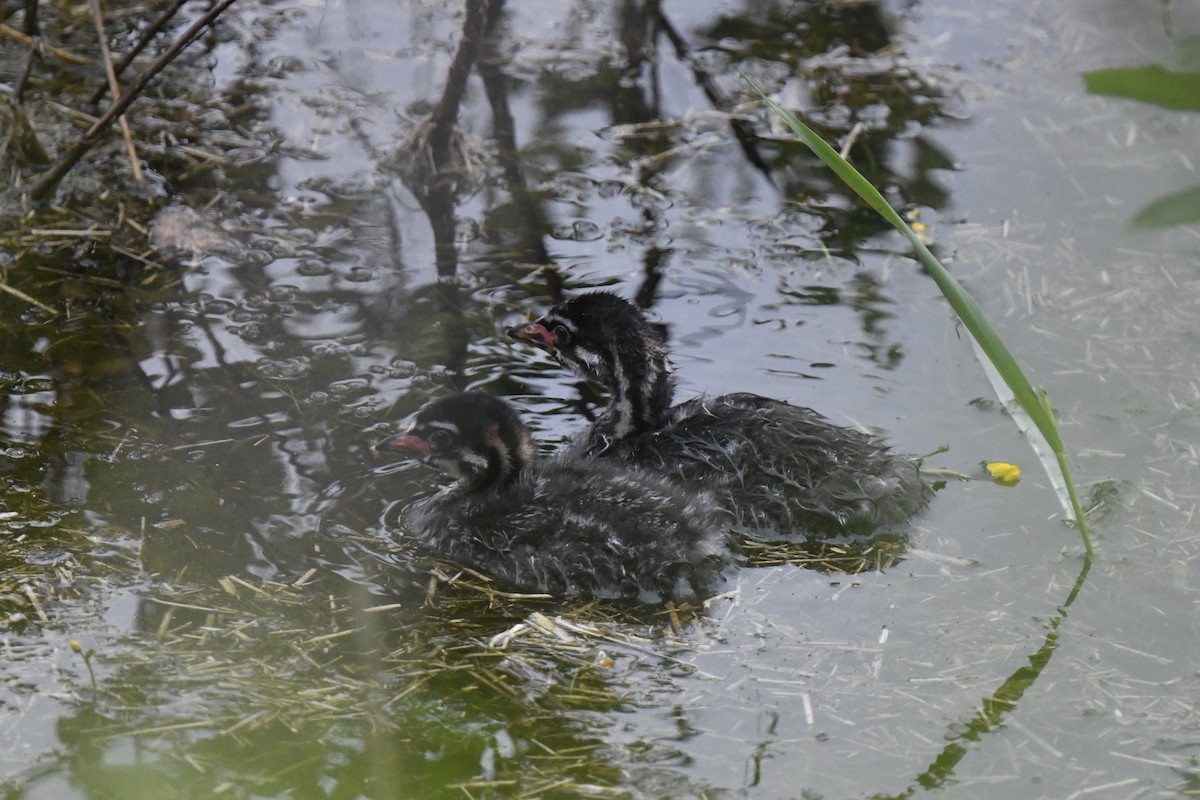 Pied-billed Grebe - ML620302749