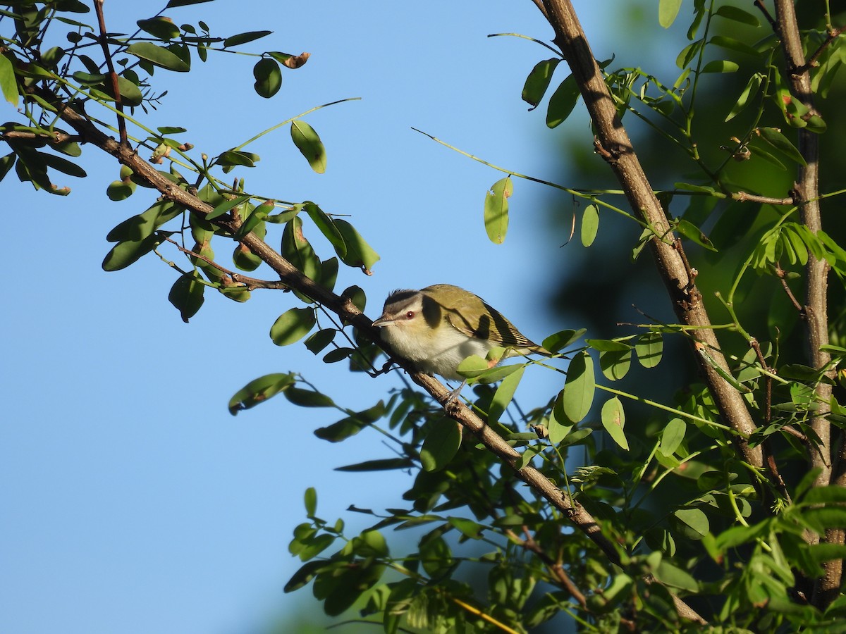 rødøyevireo - ML620302753