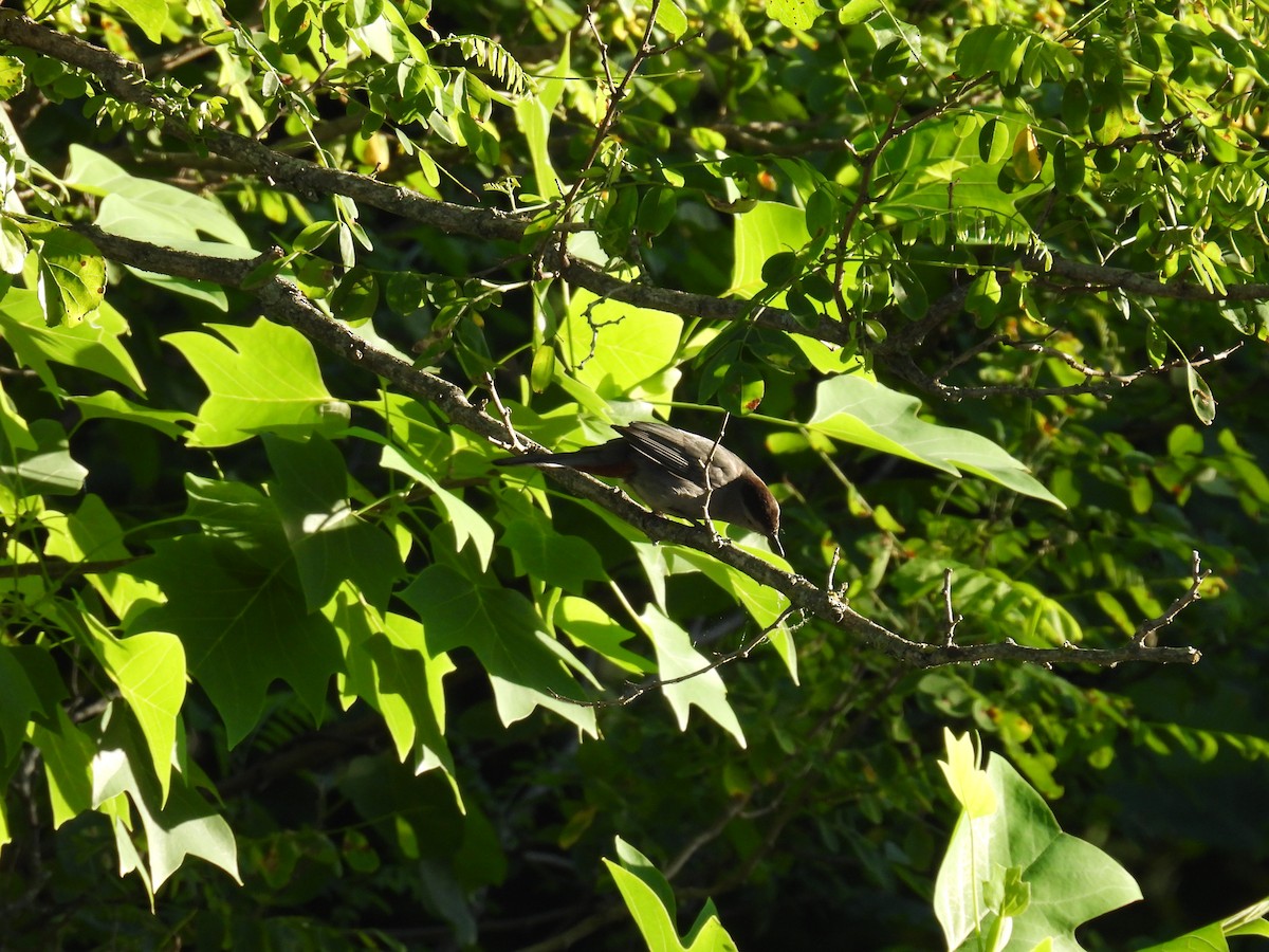 Gray Catbird - ML620302754