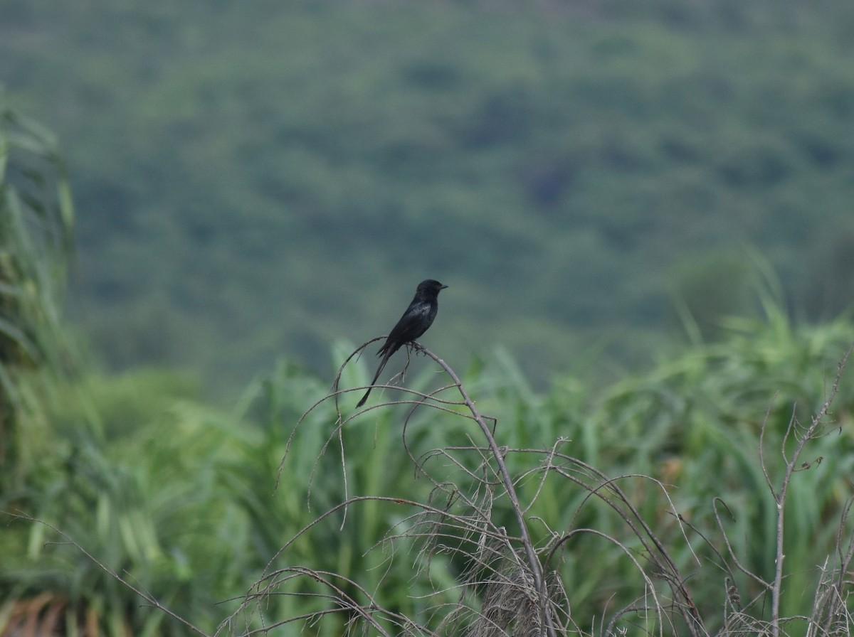 drongo černý - ML620302755