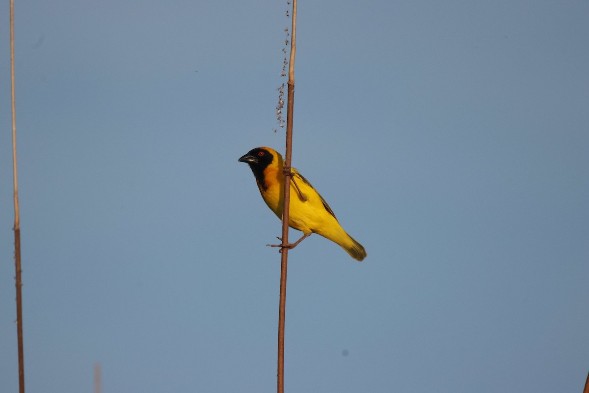 Southern Masked-Weaver - ML620302759