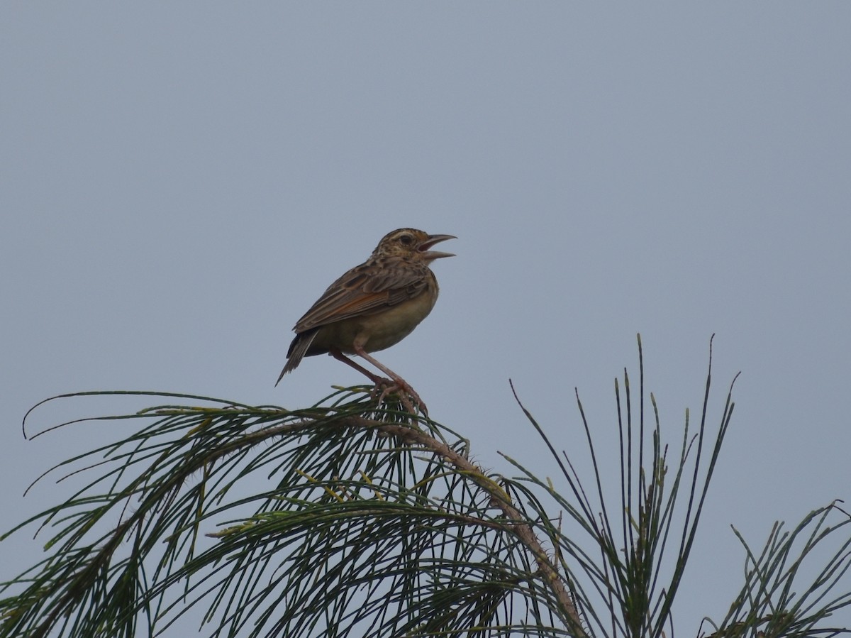 Jerdon's Bushlark - ML620302764