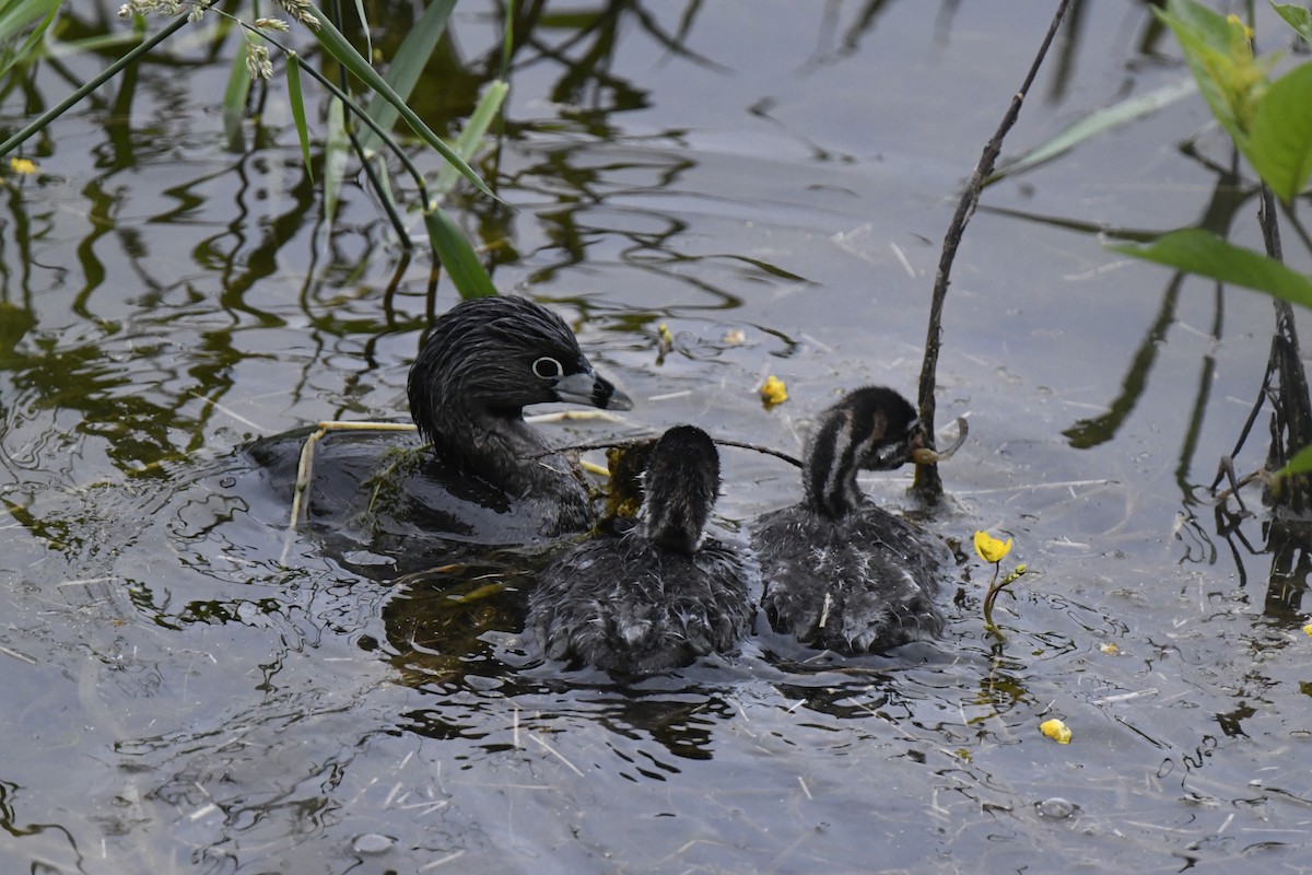 Pied-billed Grebe - ML620302776