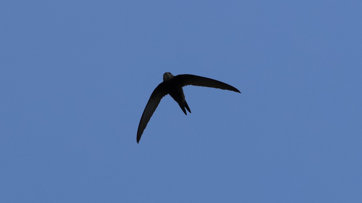 Common Swift - ML620302778