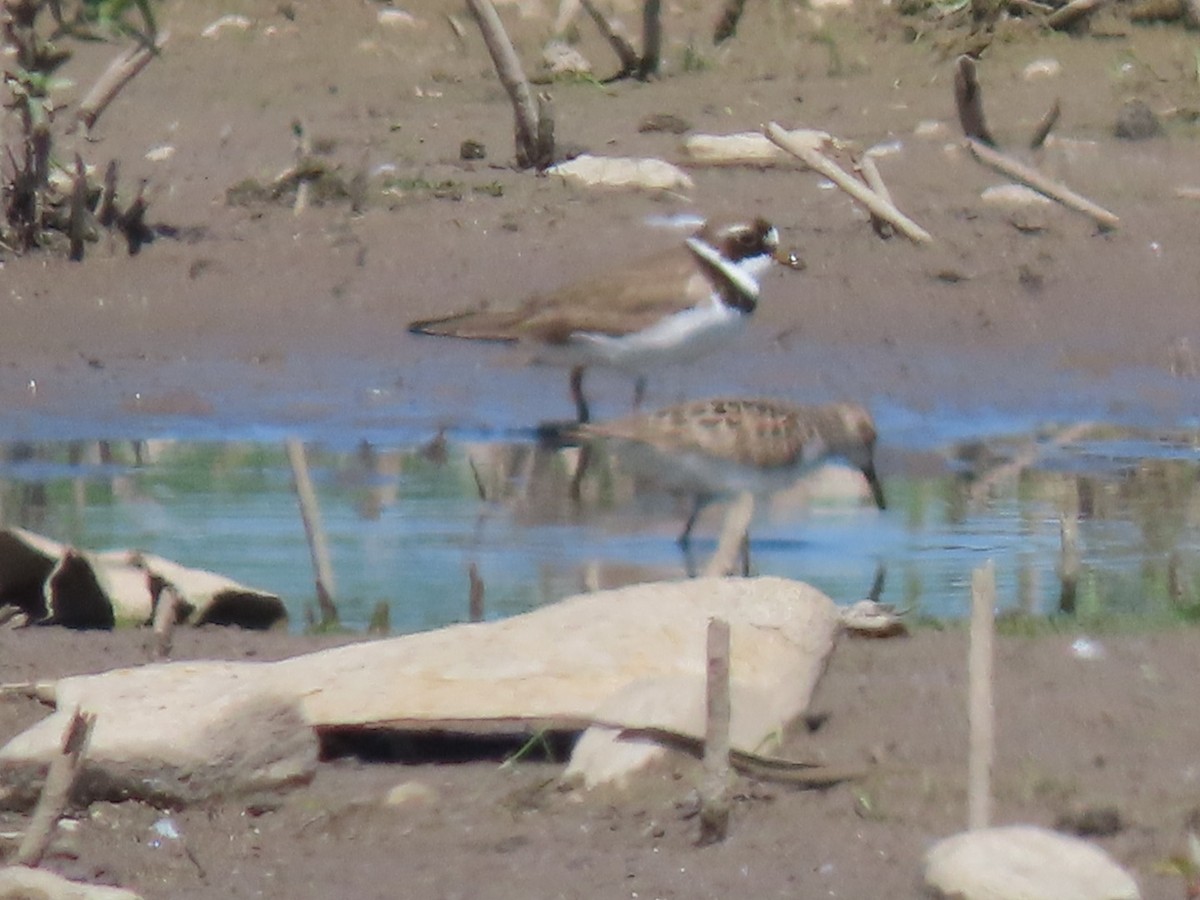 Semipalmated Plover - Herky Birder