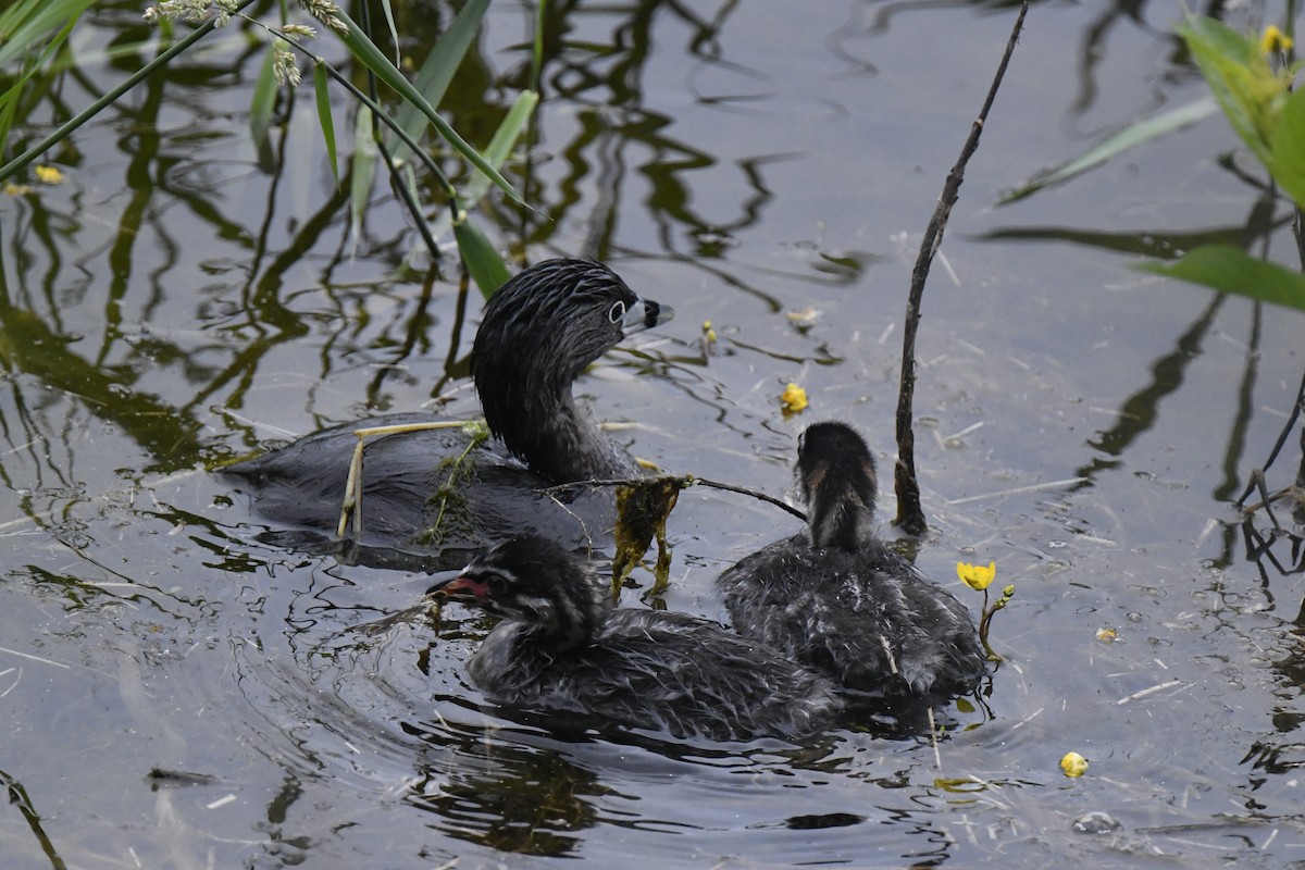 Pied-billed Grebe - ML620302780