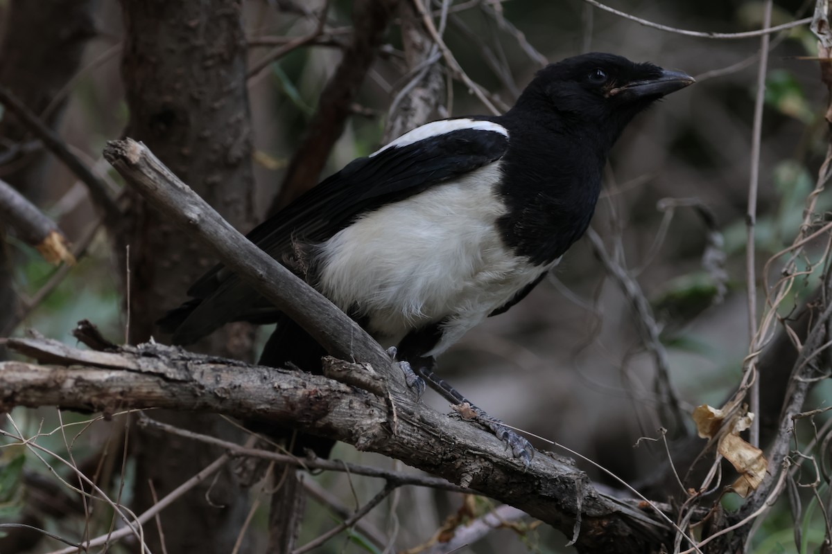 Oriental Magpie - ML620302781