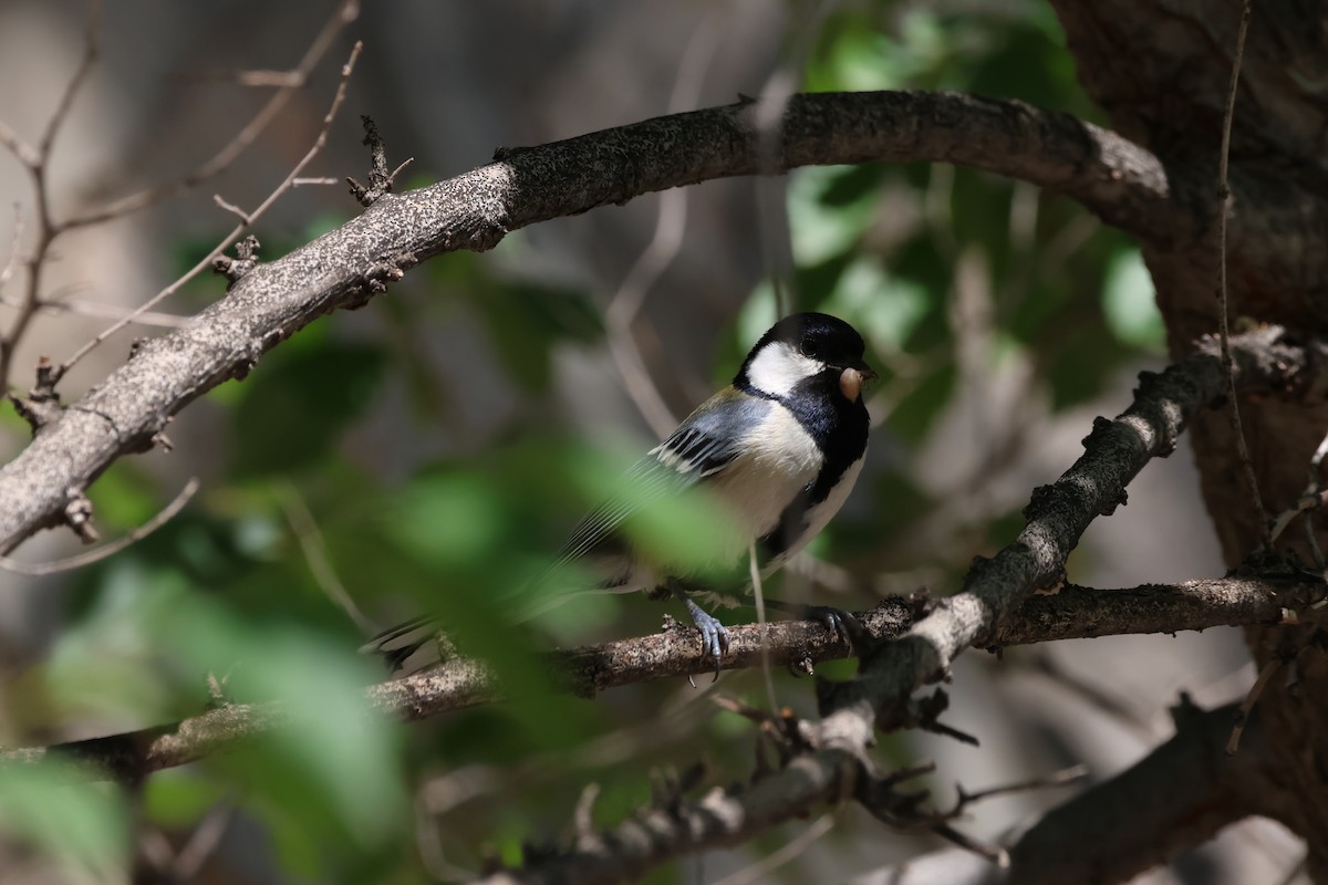 Japanese Tit - ML620302787