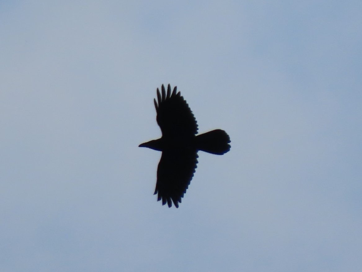 Common Raven - ML620302789
