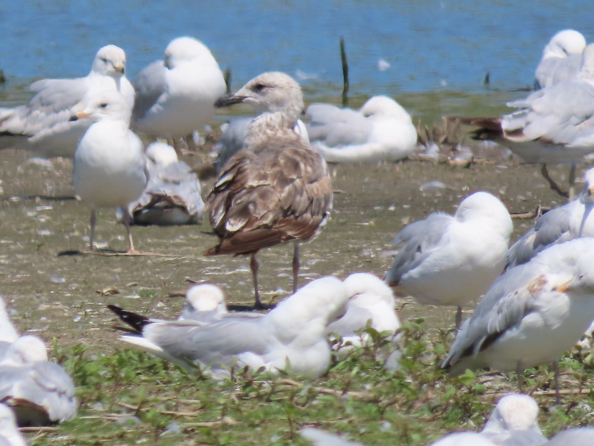 Gaviota Sombría - ML620302792