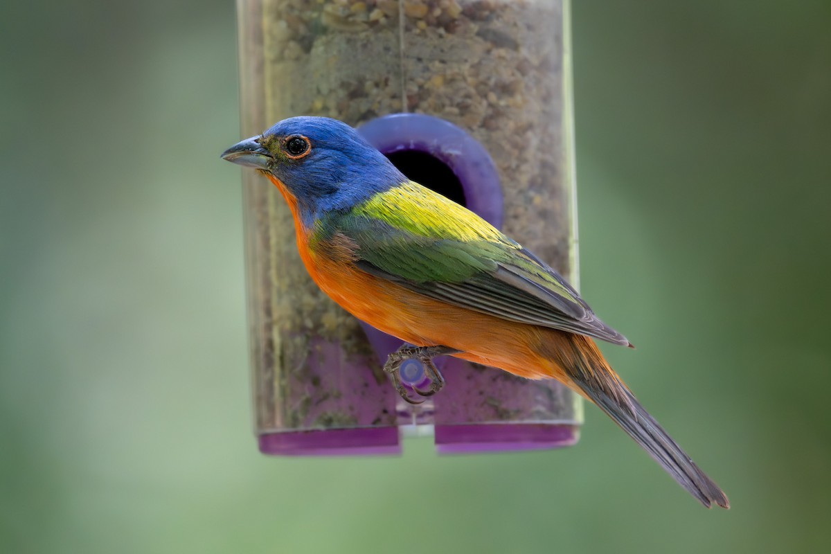 Painted Bunting - ML620302798